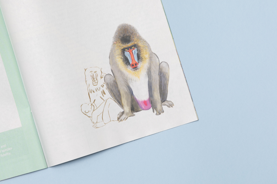 Illustrated baboon detail from Space Cadet zine